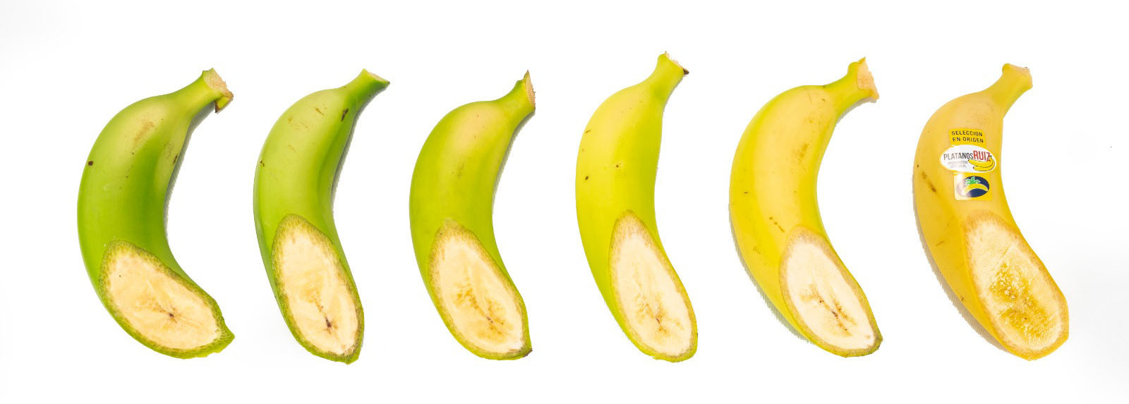 Camara para madurar bananas